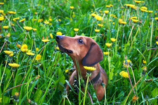 Dachshund among grass and dandelions. Red mini dachshund walking in a field among green grass and yellow dandelions