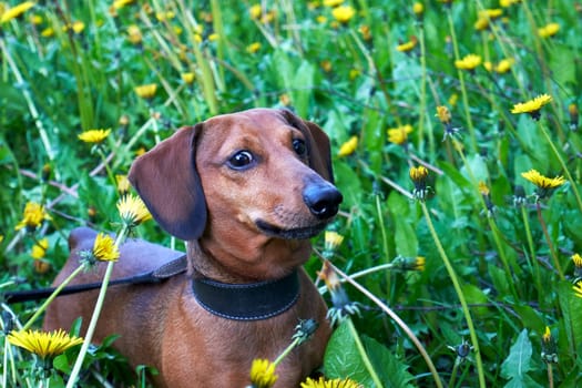 Dachshund walking in a field among green grass and yellow dandelions. Mini dachshund among grass and dandelions. Walking with a dog in nature