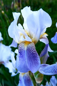 Blooming irises close up. Beautiful flowers in the summer garden