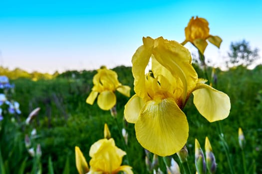 Blooming irises against the background of green grass and blue sky