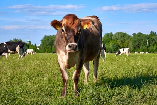 Young beautiful brown cow with cute face looking and posing to camera on meadow