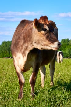 Brown cow close up. Portrait of a cow against the backdrop of a summer landscape