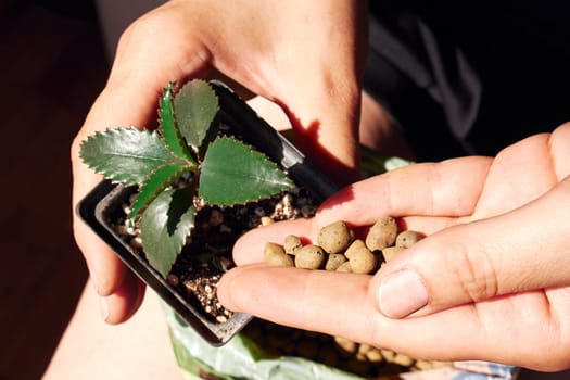 Soil preparation for indoor plants. Women's hands pour pebbles into a flower pot
