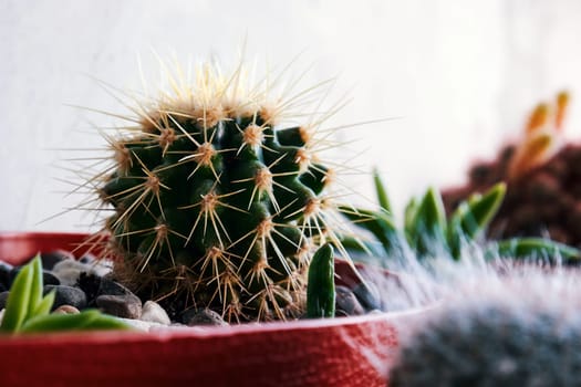 Small domestic cactus. Cactus in a pot close-up