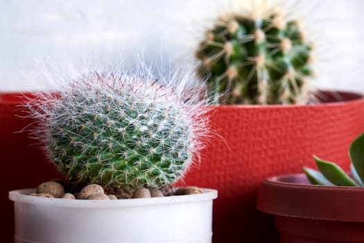 Growing cacti at home. Small round cactus in a pot