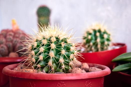 Small green cactus. Indoor cactus in a pot close-up