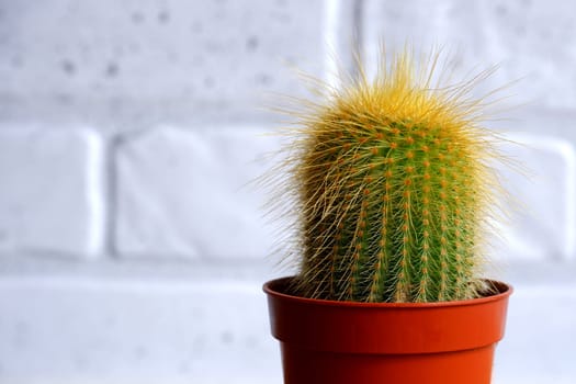 Mammillaria cactus. Mammillaria cactus close-up on wall background