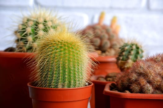 Small indoor cacti. Cactuses in pots close-up