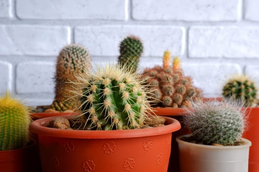 Small house cacti. Cactuses in pots close-up