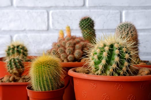 Small indoor cacti. Cacti in pots close-up on the background of the wall