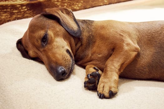 A small dog lies on the bed. Red smooth-haired mini dachshund lies on the couch