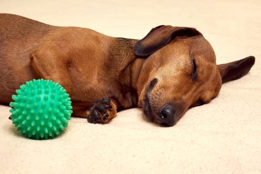 Dog with his favorite toy. Dachshund on a bed with a green ball