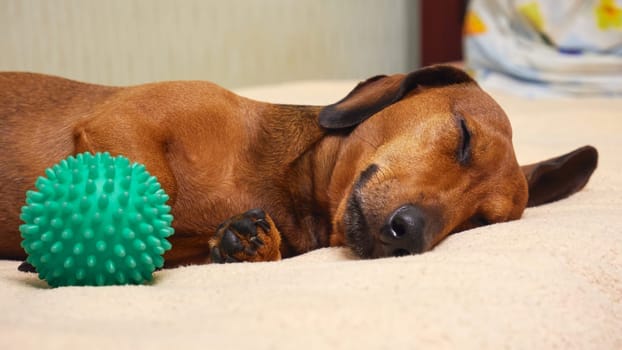 The dog with his favorite toy lies on the bed