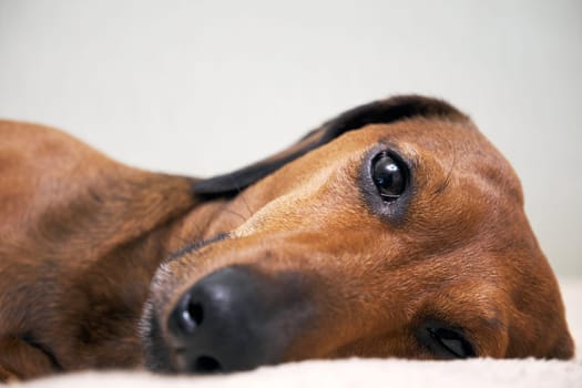 Muzzle of a dog lying on a bed close-up