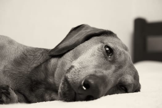 Black and white portrait of a dog. Muzzle of a dog lying on a bed close-up