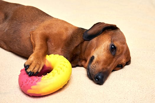 Red dachshund lies on its side with a rubber toy