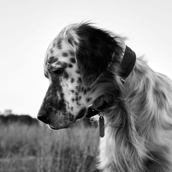 Black and white portrait of a hunting dog. Head of an English Setter close-up