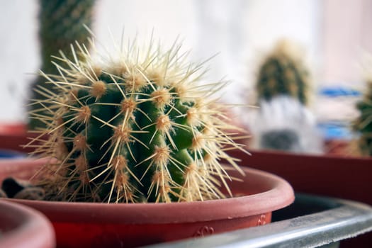 Small domestic cactus. Cactus in a pot close-up