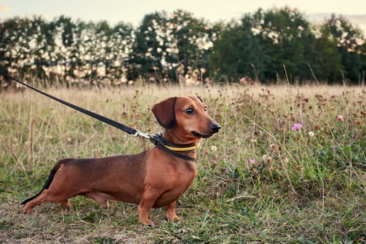 Miniature red dachshund on a leash. Close-up shot. Hunting dog stands in the grass