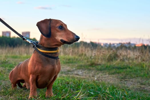 Miniature dachshund on a walk. Red dachshund for a walk in a field outside the city