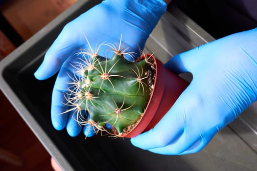 Close-up of a cactus transplant by female hands in gloves