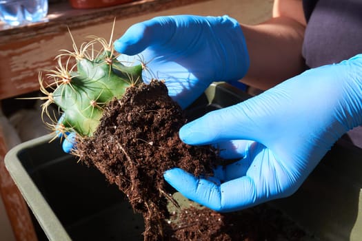 Transplanting houseplants. Spiny cactus without a pot in hands