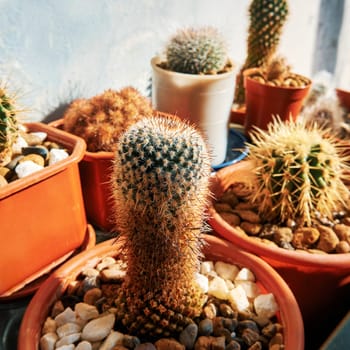 Small decorative cacti. Cactus in a pot close-up