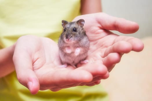 Tiny hamster in the hands of a child close-up. Soft filter used on the image