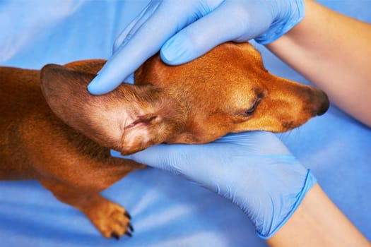 Veterinarian examining a dog's ear
