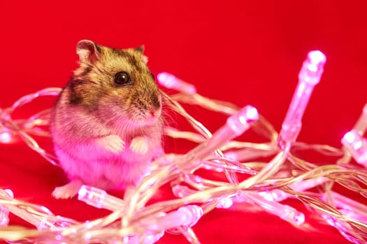 Cute domestic hamster and Christmas fairy lights close up