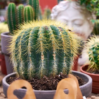Ryazan, Russia - January 20, 2023: Decorative home cacti in a flower shop. Small cactus in a pot close-up. Selective focus
