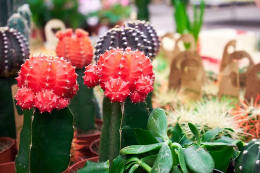 Group of blooming colorful grafted cacti in a plant store