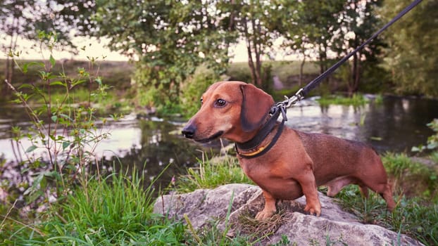 Miniature dachshund on a leash on the background of nature