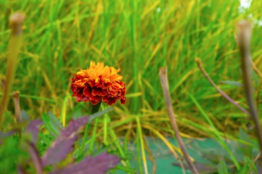 Marigold. Tagetes garden flowers in closeup shot. Ornamental yellow and orange petaled blossoms. Vibrant gardening image in spring. copy space, postcard