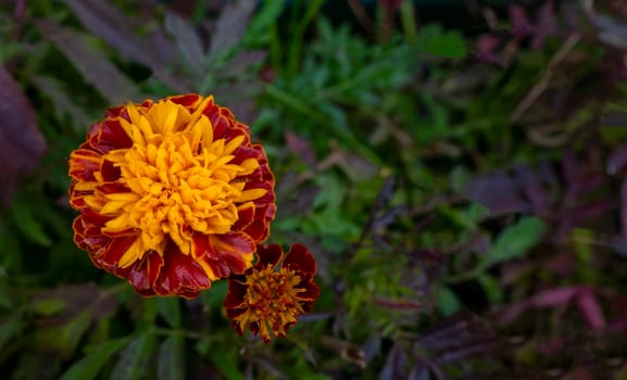 Marigold. Tagetes garden flowers in closeup shot. Ornamental yellow and orange petaled blossoms. Vibrant gardening image in spring. copy space, postcard