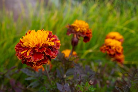 Marigold. Tagetes garden flowers in closeup shot. Ornamental yellow and orange petaled blossoms. Vibrant gardening image in spring. copy space, postcard