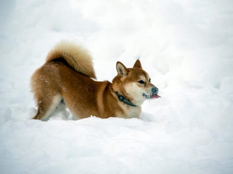 Japanese red coat dog is in winter forest. Portrait of beautiful Shiba inu male standing in the forest on the snow and trees background. High quality photo. Walk in winter