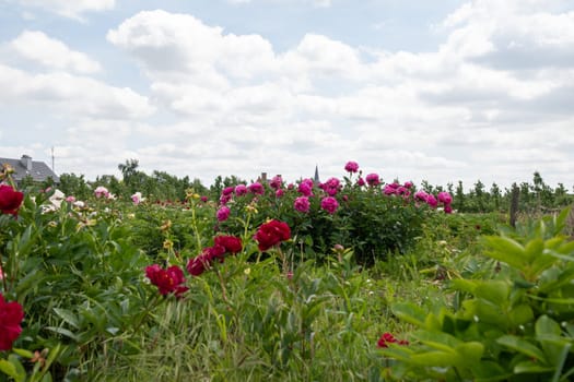 park with luxurious burgundy peony flowers against the background of green leaves and blue sky, blooming peonies, High quality photo