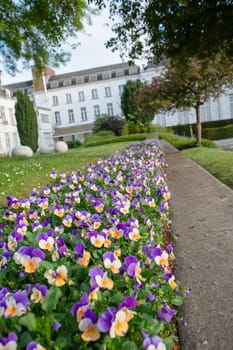 Flower carpet of purple-yellow pansies in a flower bed, spring background, Many bright spring flowers, High quality photo