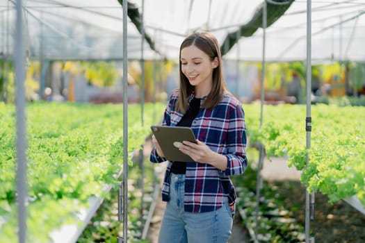 Woman Farmer harvesting vegetable and audit quality from hydroponics farm. Organic fresh vegetable, Farmer working with hydroponic vegetables garden harvesting, small business concepts