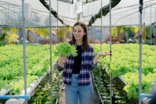 woman Farmer harvesting vegetable from hydroponics farm. Organic fresh vegetable, Farmer working with hydroponic vegetables garden
