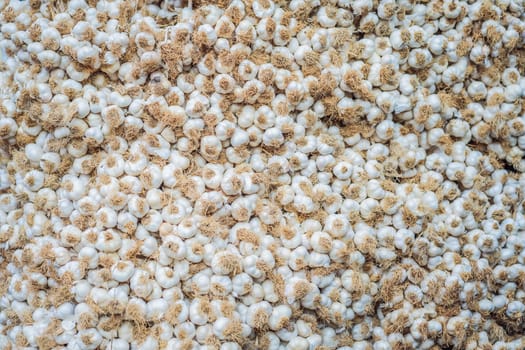 White garlic pile texture. Fresh garlic on market table closeup photo. Vitamin healthy food spice image. Spicy cooking ingredient picture. Pile of white garlic heads. White garlic head heap top view.