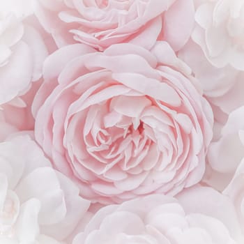 Pale pink roses. Soft focus. Macro flowers background for holiday brand design.