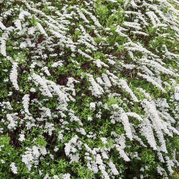 Thunberg Spirea, Spiraea Thunbergii, bush in blossom. Background of white flowers. Gardening concept