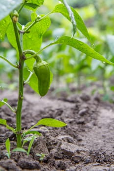 Young bell pepper growing on bush in the garden. Bulgarian or sweet pepper plants. Shallow depth of field.