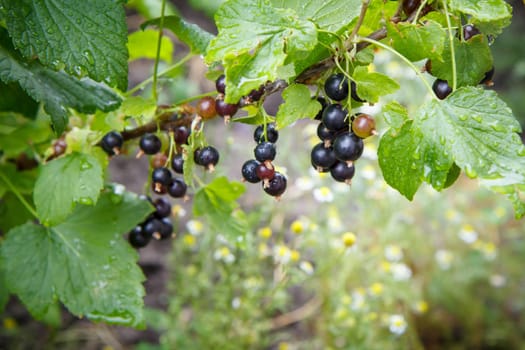 Branch of black currant with berries in garden in summer day with blurred natural background.