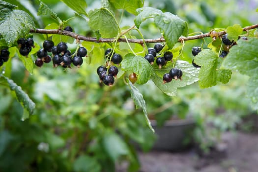 Branch of black currant with berries in garden in summer day with blurred natural background.