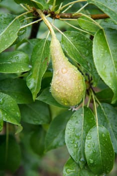 Close-up view of green unripe pear with water drops on the tree in the garden in summer day with leaves on the background. Shallow depth of field.