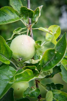 Close-up view of green unripe apple on the tree in the garden in summer day with natural blurred background. Shallow depth of field.