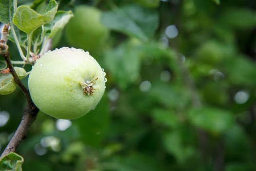 Close-up view of green unripe apple on the tree in the garden in summer day with natural blurred background. Shallow depth of field.